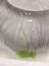 思佰得 骨瓷餐具碗碟套裝散件韓式盤子碗diy搭配組合家用餐具套裝 6英寸面碗綠 曬單實(shí)拍圖