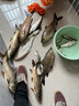 達(dá)摩 魚(yú)竿桿新款釣魚(yú)竿輕硬手竿鯉魚(yú)竿碳素綜合臺(tái)釣竿攻 攻3.6米+禮包 曬單實(shí)拍圖