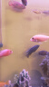 瀚幻三湖慈鯛中大型活體熱帶觀賞魚馬鯛伊巴卡藍(lán)六間非洲王子藍(lán)面財(cái)神 火焰紅8-10cm 1條 曬單實(shí)拍圖