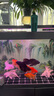 大禹德邦養水密碼硝化細菌魚(yú)缸水族箱水質(zhì)凈水除藻水質(zhì)穩定全水質(zhì)調理劑 養水密碼650ml 曬單實(shí)拍圖