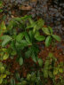 叶之静柠檬树苗 阳台 庭院植物 南方北方种植 果树苗 当年颗结果 香水柠檬 二年苗 实拍图