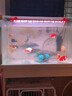馬印神燈金龍魚燈魚缸潛水燈LED防水紅龍增艷三基色水族發(fā)色燈固色燈 馬印神燈【紅龍增艷型9000K】【72cm】 曬單實拍圖