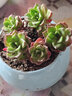 迎虞花苑新手帶盆多肉植物盆栽套餐綠植盆景組合活動(dòng)批發(fā) 4個(gè)圓球花盆+土（不含植物 曬單實(shí)拍圖