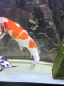 魚(yú)之眼魚(yú)缸納米鋁合金氣泡條氧氣條靜音增氧泵霧化氣泡石長(cháng)條氣條石雙排 【雙排】70cm鋁合金條 曬單實(shí)拍圖