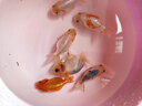 金魚(yú)（Jinyu）精品蘭壽觀(guān)賞魚(yú)蘭壽苗玉兔壽淡冷水魚(yú)好養賽級金魚(yú) 精品玉兔壽7-8CM 曬單實(shí)拍圖