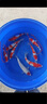 欣錦寵錦鯉活體日本純種昭和白寫觀賞魚進(jìn)口精品錦鯉活魚淡水魚苗冷水魚 紅白錦鯉 25-30cm 曬單實(shí)拍圖