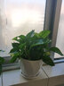 淺笑心柔綠蘿盆栽植物花卉水培盆景觀(guān)花綠植室內大綠籮 土養綠蘿/白色050陶瓷盆 含盆 曬單實(shí)拍圖