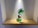 小潔匠選水培植物鐵樹(shù)小盆栽辦公室內桌面好養易活綠植盆景一帆風(fēng)順 鐵樹(shù)寶寶-扁舟瓶 含盆 曬單實(shí)拍圖
