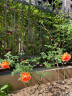 史丹利 玫瑰花月季花营养液花肥料专用肥家用专用型盆栽通用液体肥 实拍图