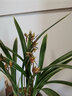 劉閣蘭花蘭花苗 墨蘭罕見(jiàn)金邊線(xiàn)藝  太平洋 冬帶花苞出售蘭草室內綠植花卉 4苗連體裸根 曬單實(shí)拍圖
