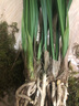 劉閣蘭花蘭花 墨蘭報歲蘭精品蘭花苗白墨冬帶濃香花苞辦公室綠植花卉盆栽 5苗連體裸根當(dāng)年開花 曬單實拍圖