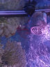 佳璐（jialu）佳璐魚(yú)缸造浪泵迷你沖浪泵水族箱小型造流泵吸盤(pán) 單頭8W吸盤(pán)款（適合80-100cm魚(yú)缸） 曬單實(shí)拍圖