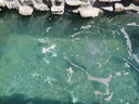 阿其安力 Aquionics游泳池撈網(wǎng)伸縮桿加強深水撈葉網(wǎng)魚(yú)池水景池清潔用品樹(shù)葉泳池撈網(wǎng) 加強深水網(wǎng) 曬單實(shí)拍圖