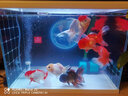 D&ASTUDIO小型魚缸靜音增氧泵家用養(yǎng)魚氧氣泵充氧泵打氧機(jī)水族箱增氧設(shè)備 單孔氣泵（2米氣管+氣泡盤+止水閥） 曬單實(shí)拍圖