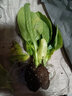 農之子 木耳菜菜苗種籽大葉蔬菜種子秧苗夏季種苗豆腐菜耐熱青菜籽秋天 木耳菜苗10棵【+2棵 實發(fā)12棵】 曬單實拍圖