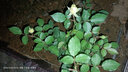 爬藤月季特大季盆栽地載花苗庭院藤本植物歐月薔薇玫瑰果汁陽臺藍色風暴粉龍 奶油龍沙【不爬藤】 曬單實拍圖