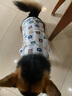 Lanswood 狗狗衣服夏季小型犬寵物柯基衣服薄款泰迪小狗夏日狗背心防掉毛 卡通小熊【背心款】 XL 建議29-35斤 曬單實(shí)拍圖