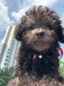 喵然心動(dòng) 純種泰迪幼犬寵物狗飛耳泰迪茶杯體灰色紅色香檳色茶杯犬小型犬 血統(tǒng)級(jí) 泰迪犬 曬單實(shí)拍圖
