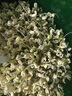 麥卓（MAKE JOY） 豆芽機全自動家用智能發(fā)豆芽生豆芽雙層三層大容量自動泡豆培育機發(fā)芽機 A01雙層+蓄水壓盤 曬單實拍圖