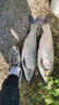 老韓釣草魚(yú)顆粒窩料草魚(yú)發(fā)酵玉米粒配方野釣草魚(yú)餌料大草魚(yú)專(zhuān)攻底窩料 5.2斤野戰大草窩（四季通用) 曬單實(shí)拍圖