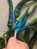 銘匯通果蔬檢測燈 波爾多液紫光手電 蔬菜熒光劑藍(lán)礬鑒測筆 365nm紫光燈【直充款】 鐵盒裝 曬單實(shí)拍圖