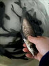花鰱魚(yú)苗大規格淡水養殖活體大頭魚(yú)食用半斤胖頭魚(yú)雄魚(yú)鰱鳙魚(yú)苗 4條16-20厘米大花鰱魚(yú)苗 曬單實(shí)拍圖