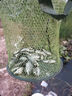 中西釣線(xiàn)臺釣魚(yú)線(xiàn) 拉力強勁釣魚(yú)線(xiàn) 競技黑坑比賽用線(xiàn) 耐磨尼龍釣線(xiàn)漁線(xiàn) 道系主線(xiàn)2.0 曬單實(shí)拍圖