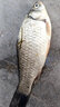 化氏鋼彈2號化4號6號鯽4#6#野釣專(zhuān)用鯽魚(yú)魚(yú)餌料濃腥香餌料不空軍鋼蛋 化4+6+鋼彈2+不空軍+尺上 曬單實(shí)拍圖