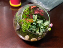 農民老史 桌面植物 微景觀(guān) 創(chuàng  )意植物 迷你盆栽 DIY植物 苔蘚生態(tài)瓶 尋覓(10cm斜口) 曬單實(shí)拍圖