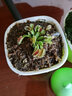 捕蠅草超大苗食人花盆栽苗食蟲(chóng)植物防蚊草多肉植物多肉綠植花卉 矮巨人捕蠅草 中苗4-6厘米 帶盆栽好 曬單實(shí)拍圖
