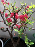 花e流長(cháng)壽冠海棠盆栽盆景梅花樹(shù)樁重瓣紅花海棠花紅梅樹(shù)苗耐寒植物 6年長(cháng)壽海棠 曬單實(shí)拍圖