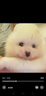 福貝純享博美幼犬茶杯犬純種球形博美犬活體小型【咨詢客服1V1視頻選寵】 寵物級 白色 公 曬單實(shí)拍圖