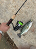 SHIMANO 禧瑪諾20款 卡迪夫Cardiff native Special微物竿馬口溪流路亞竿 1.63米 S54UL直柄 曬單實拍圖