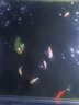 BESSN錦鯉飼料下沉魚(yú)食金魚(yú)魚(yú)糧顆粒增色小型魚(yú)飼料不渾水錦鯉魚(yú)食 下沉型 2.5kg 色揚增艷 2毫米 曬單實(shí)拍圖