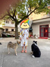 clotho Rennie品牌女裝襯衫連衣裙女2025夏季新款韓版時尚中長款收腰顯瘦a字裙 撞色 M 曬單實拍圖