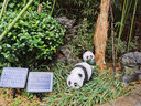 半語太陽能兔子燈戶外發(fā)光兔子防水仿生動(dòng)物燈公園造型燈庭院裝飾燈 熊貓 A款太陽能-暖光【一只】 曬單實(shí)拍圖