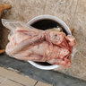 歸隱 蘇北農(nóng)家散養(yǎng)2年老母雞 殺后凈重1.25kg 現(xiàn)殺土雞草雞 曬單實(shí)拍圖