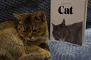 品圖正版現(xiàn)貨 The Book of the Cat Cats in Art  貓之書貓的藝術(shù) 原版進(jìn)口 插圖藝術(shù)繪畫作品集 貓畫冊藝術(shù)手繪本插畫作品集臨摹畫冊 曬單實拍圖