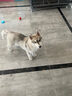 京狼圖騰雙血統(tǒng)賽級哈士奇幼犬中型犬西伯利亞雪橇犬幼犬狗狗活體寵物狗 賽級 2 曬單實拍圖