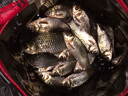化氏 一窩瘋魚餌鯉魚鯽魚綜合餌谷物奶香野釣大鯽魚黑坑餌料350克 一窩瘋 350g （植物麩香 可搓可拉） 曬單實(shí)拍圖