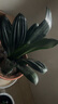 特價(jià)大盆君子蘭盆栽名貴國寶級花卉苗綠植物圓頭和尚室內(nèi)四季好養(yǎng) 01：【大苗當(dāng)年開花】12-14片葉子+帶土 送肥料【不含盆】 曬單實(shí)拍圖