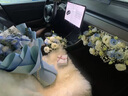 YWU汽車坐墊純羊毛奔馳寶馬冬季女生保暖整張羊皮毛一體沙發(fā)墊座墊 單張-象牙白100CM左右 曬單實(shí)拍圖