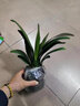 君子蘭盆栽精品寬葉圓頭和尚彩蘭苗五年大苗當年開(kāi)花卉綠植 圓頭大苗14到15片葉+黑色袋盆 含盆 曬單實(shí)拍圖