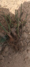 5棵8年老樁玫瑰花樹苗四季開花盆栽地載花卉室外薔薇花苗爬藤 玫瑰老根花色隨機(jī)（10棵裝） 曬單實(shí)拍圖