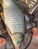 名倫 巨物正品青龍大物魚(yú)竿手桿超輕硬8H19調輕量黑坑鰱鳙臺釣竿 0m 8H19調【輕量巨物】 5.7米送豪華釣魚(yú)禮包 曬單實(shí)拍圖