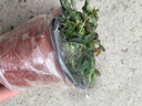 桌面小盆栽室內 神奇植物 含羞草盆栽 公室花草盆景植物 含羞草一盆（原盆原土發(fā)貨） 帶盆栽好 曬單實(shí)拍圖