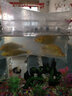 黃金蝴蝶鯉招財風(fēng)水龍蝶鯉冷水龍鳳錦鯉觀(guān)賞魚(yú)中小型金魚(yú)苗活體 長(cháng)尾黃金錦鯉10-12厘米 五條 曬單實(shí)拍圖