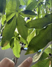 植物急救液解決植物黃葉光桿綠植花卉通用室內(nèi)盆栽專用復(fù)活營(yíng)養(yǎng)液 植物急救液*1瓶 曬單實(shí)拍圖