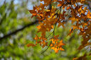 尼康（Nikon）尼克爾 Z 28-400mm f/4-8 VR高倍率變焦微單鏡頭，人像動物花卉風景拍攝一鏡走天下 Z 28-400mm f/4-8 VR 套餐二：升級卡色金環(huán)UV+鏡頭袋+清潔套 曬單實拍圖