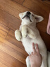 寵鮮萊純種拉布拉多幼犬寵物狗狗活體小狗活物幼崽 寵物級 公 曬單實(shí)拍圖